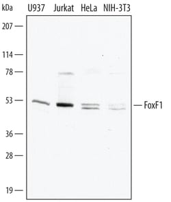 Human/Mouse FoxF1 Antibody, R D Systems 25&mu;g; Unlabeled:Antibodies,