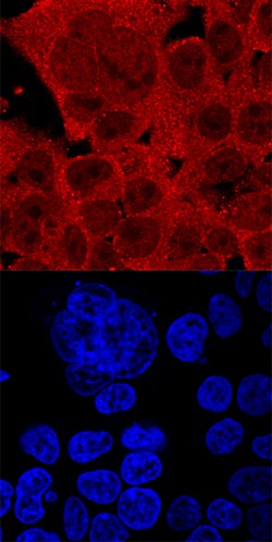 Human FoxJ1 Antibody, R D Systems 25&mu;g; Unlabeled:Antibodies, Polyclonal
