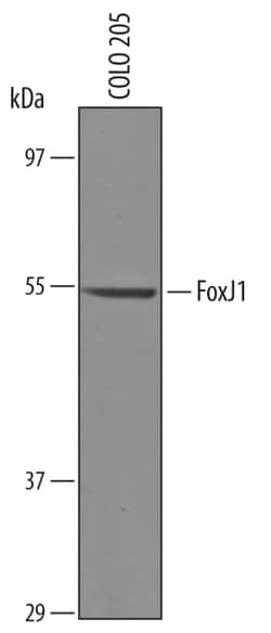 Human FoxJ1 Antibody, R D Systems 25&mu;g; Unlabeled:Antibodies, Polyclonal