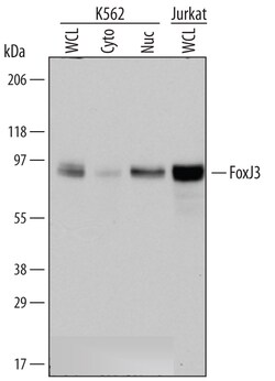 Human/Mouse FoxJ3 Antibody, R D Systems 100 &mu;g | Buy Online | R&D Systems | Fisher Scientific