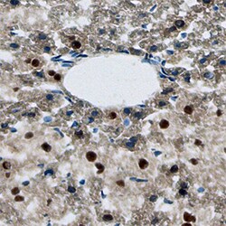 Mouse FoxN1 Antibody, R D Systems 25&mu;g; Unlabeled:Antibodies, Monoclonal