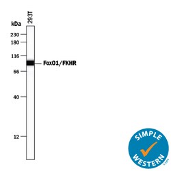 Human FoxO1/FKHR Antibody, R D Systems 25&mu;g; Unlabeled:Antibodies, Polyclonal