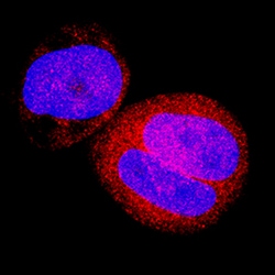 Human/Mouse FoxO3 Antibody, R D Systems 100ug; Unlabeled:Antibodies, Monoclonal