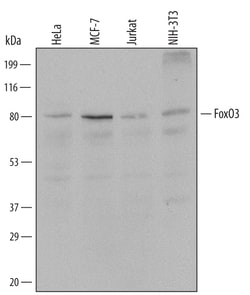 Human/Mouse FoxO3 Antibody, R D Systems 100ug; Unlabeled:Antibodies, Monoclonal