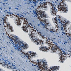 Human FoxP1 Antibody, R D Systems 100ug; Unlabeled:Antibodies, Monoclonal
