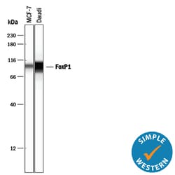 Human FoxP1 Antibody, R D Systems 100ug; Unlabeled:Antibodies, Monoclonal