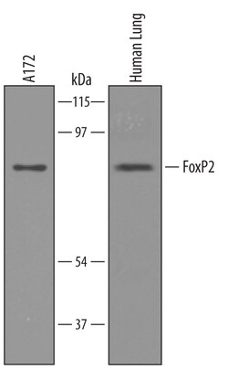 Human/Mouse FoxP2 Antibody, R D Systems 25&mu;g; Unlabeled:Antibodies,