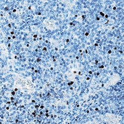 Human/Mouse FoxP3 Antibody, R D Systems 25 &mu;g; Unconjugated:Antibodies,