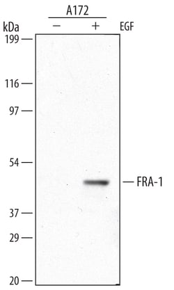 Human FRA-1 Antibody, R D Systems 25&mu;g; Unlabeled:Antibodies, Monoclonal