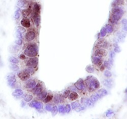 Human Frk Antibody, R D Systems 25&mu;g; Unlabeled:Antibodies, Monoclonal