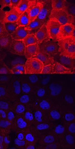 Human/Mouse/Rat Phospho-FRS2 (Y436) Antibody, R D Systems 25&mu;g; Unlabeled:Antibodies,