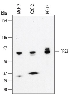 Human/Mouse/Rat FRS2 Antibody, R D Systems 25&mu;g; Unlabeled:Antibodies,