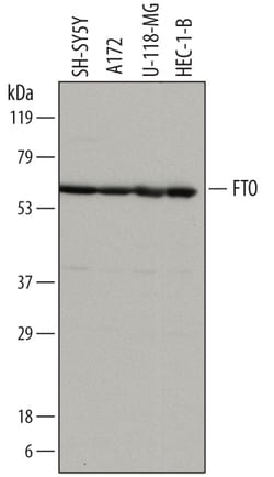 Human FTO Antibody, R D Systems 25&mu;g; Unlabeled:Antibodies, Polyclonal