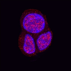 Human FUBI/MNSF beta Antibody, R D Systems 25&mu;g; Unlabeled:Antibodies,