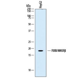 Human FUBI/MNSF beta Antibody, R D Systems 25&mu;g; Unlabeled:Antibodies,