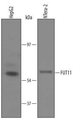 Human Fucosyltransferase 11/FUT11 Antibody, R D Systems 25&mu;g; Unlabeled:Antibodies,