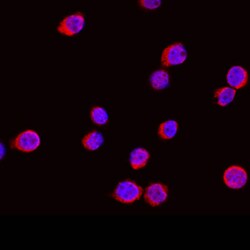 Human Fucosyltransferase 7/FUT7 Antibody, R D Systems 100ug; Unlabeled:Antibodies,