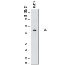 Human Fucosyltransferase 7/FUT7 Antibody, R D Systems 100ug; Unlabeled:Antibodies,