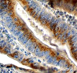 Human Fucosyltransferase 8/FUT8 Antibody, R D Systems 25&mu;g; Unlabeled:Antibodies,