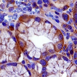 Human FXYD5/Dysadherin Antibody, R D Systems 100ug; Unlabeled:Antibodies,