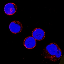 Human/Mouse/Rat Fyn Antibody, R D Systems 25&mu;g; Unlabeled:Antibodies,