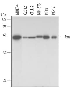 Human/Mouse/Rat Fyn Antibody, R D Systems 25&mu;g; Unlabeled:Antibodies,