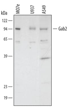 Human Gab2 Antibody, R D Systems 25&mu;g; Unlabeled:Antibodies, Polyclonal