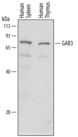 Human GAB3 Antibody, R D Systems 100ug; Unlabeled:Antibodies, Monoclonal