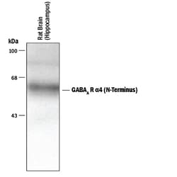 Human/Mouse/Rat GABA-A R alpha 4 N-Terminus Antibody, R D Systems 100&mu;L;