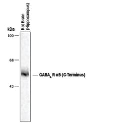 Mouse/Rat GABA-A R alpha 5 C-Terminus Antibody, R D Systems 100&mu;L; Unlabeled:Antibodies,