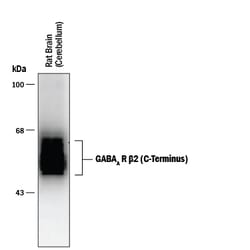 GABA-A R beta 2 C-Terminus Antibody, R D Systems 100&mu;L; Unlabeled:Antibodies,