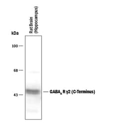 GABAA R gamma 2 C-Terminus Antibody, R D Systems 100&mu;L; Unlabeled:Antibodies,