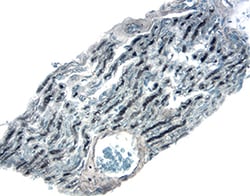 Human GAD2/GAD65 Antibody, R D Systems 100&mu;g; Unlabeled:Antibodies,