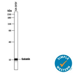 Human Galanin Antibody, R D Systems 25&mu;g; Unlabeled:Antibodies, Polyclonal