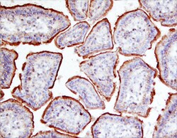 Mouse Galectin-2 Antibody, R D Systems 100&mu;g; Unlabeled:Antibodies,
