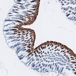 Mouse Galectin-2 Antibody, R D Systems 25&mu;g; Unlabeled:Antibodies, Monoclonal