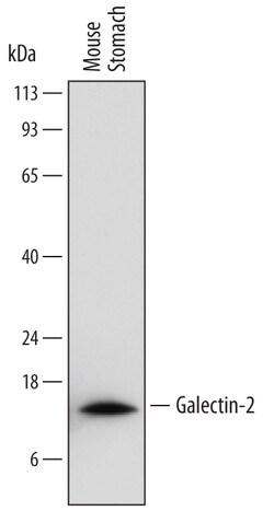 Mouse Galectin-2 Antibody, R D Systems 25&mu;g; Unlabeled:Antibodies, Monoclonal