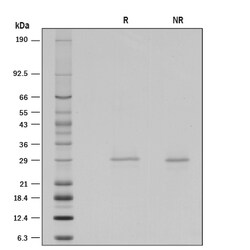 R D Systems Recombinant Human Galectin-3 (Human Cell-expressed) 50ug | Buy Online | R&amp;D Systems&trade; | Fisher Scientific