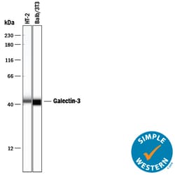 Human/Mouse/Rat Galectin-3 Antibody, R D Systems 25&mu;g; Unlabeled:Antibodies,