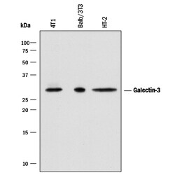 Human/Mouse/Rat Galectin-3 Antibody, R D Systems 25&mu;g; Unlabeled:Antibodies,