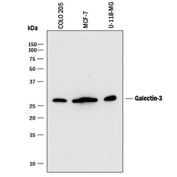 Human Galectin-3 Antibody, R D Systems 500ug; Unlabeled:Antibodies, Monoclonal