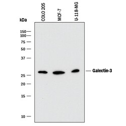 Human Galectin-3 Antibody, R D Systems 25&mu;g; Unlabeled:Antibodies, Monoclonal