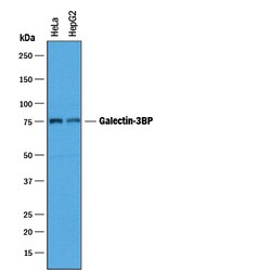 Human Galectin-3BP/MAC-2BP Antibody, R D Systems 100&mu;g; Unlabeled:Antibodies,