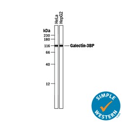 Human Galectin-3BP/MAC-2BP Antibody, R D Systems 100&mu;g; Unlabeled:Antibodies,