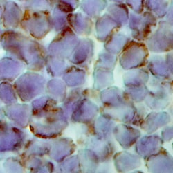 Mouse Galectin-7 Antibody, R D Systems 500ug; Unlabeled:Antibodies, Monoclonal