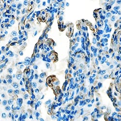 Human Galectin-8 Antibody, R D Systems 100&mu;g; Unlabeled:Antibodies,