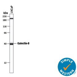 Human Galectin-8 Antibody, R D Systems 100&mu;g; Unlabeled:Antibodies,