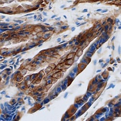 Mouse Galectin-9 Antibody, R D Systems 25&mu;g; Unlabeled:Antibodies, Monoclonal