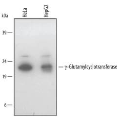 Human gamma-Glutamylcyclotransferase/CRF21 Antibody, R D Systems 100&mu;g;