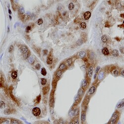 Human/Mouse/Rat GAPDH Antibody, R D Systems 25&mu;g; Unlabeled:Antibodies,